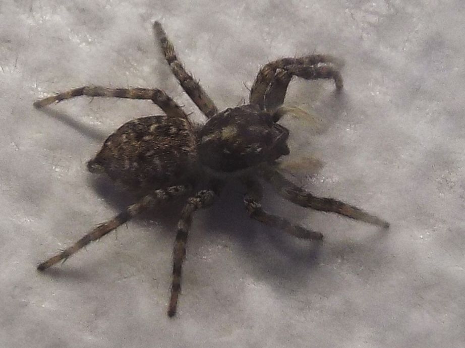 Salticidae: Menemerus semilimbatus, femmina  - Milano